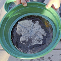 Wire Sifting Pan (1/50 Inch Mesh Size) being used