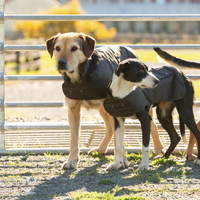 Two dogs each wearing a Styx Mill Oilskin Brown Lined Dog Coat