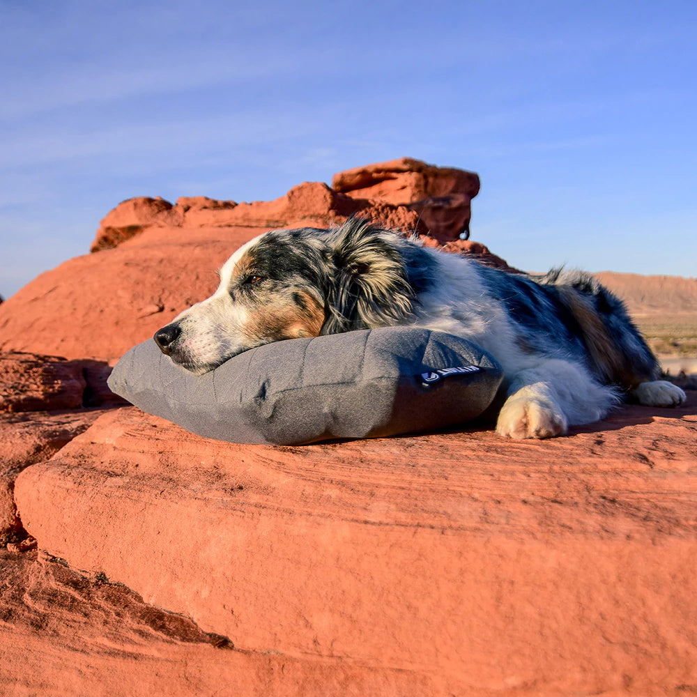 Dog sleeping on Klymit Luxe Pillow