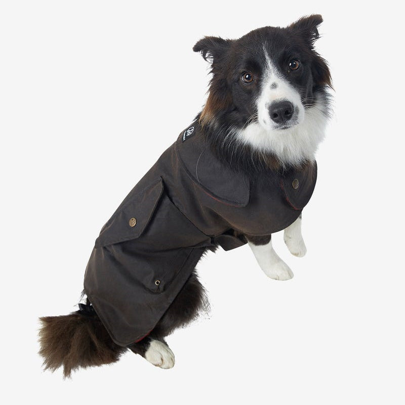 Dog modelling Swanndri Hunter Oilskin Dog Coat